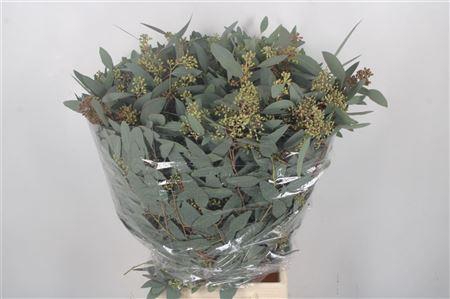 <h4>Euc Populus Berry Per Bunch 300 Gram</h4>