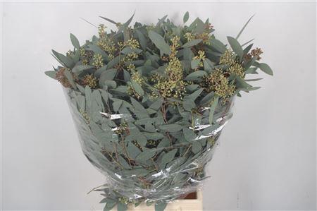 <h4>Euc Populus Berry Per Bunch 300 Gram</h4>