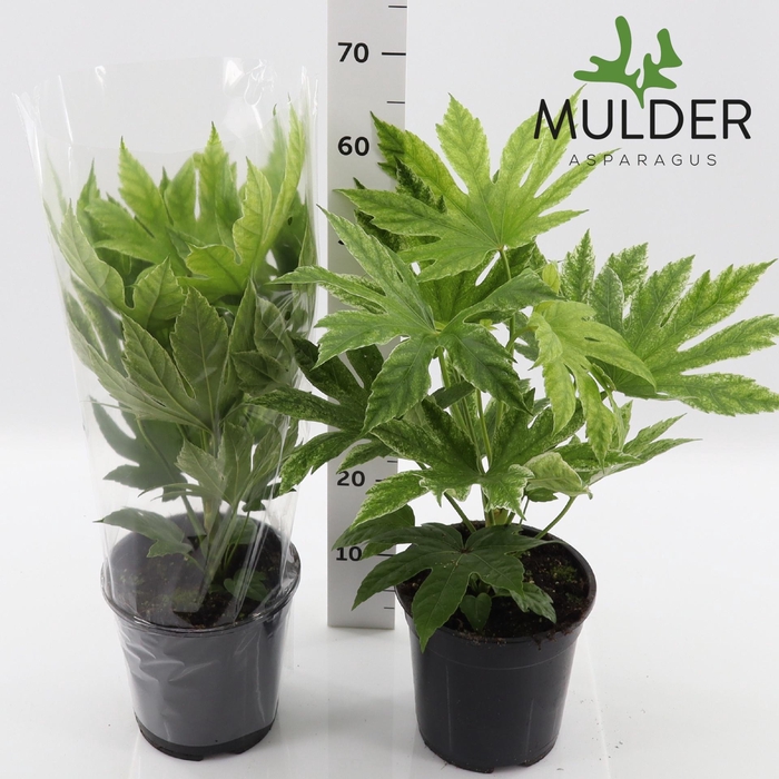 <h4>FATSIA VARIEGATA</h4>