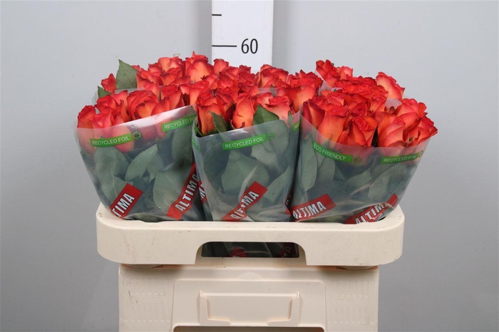 <h4>R Gr Meteor</h4>