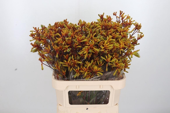 <h4>Anigoz Gold Fever</h4>