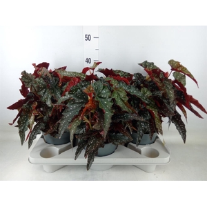 Begonia BD mac. 'Black Forest'