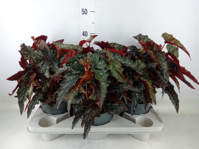 <h4>Begonia BD mac. 'Black Forest'</h4>