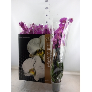 Phalaenopsis   ...lilac