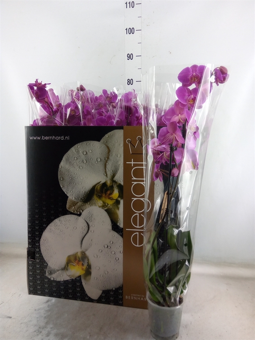 <h4>Phalaenopsis   ...lilac</h4>