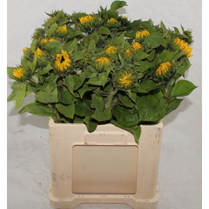 HELIANTHUS SUNRICH ORANGE HELI SUNR