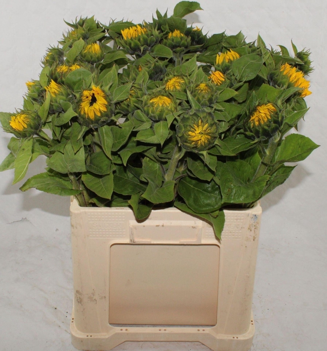 <h4>HELIANTHUS SUNRICH ORANGE HELI SUNR</h4>