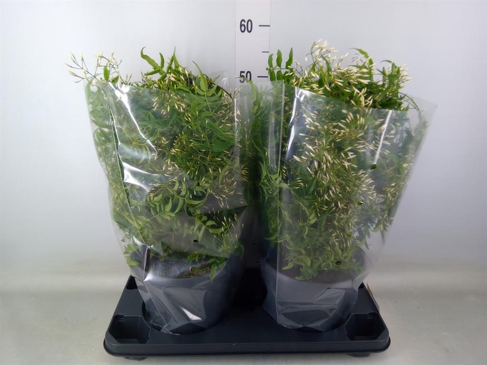 <h4>Jasminum polyanthum</h4>