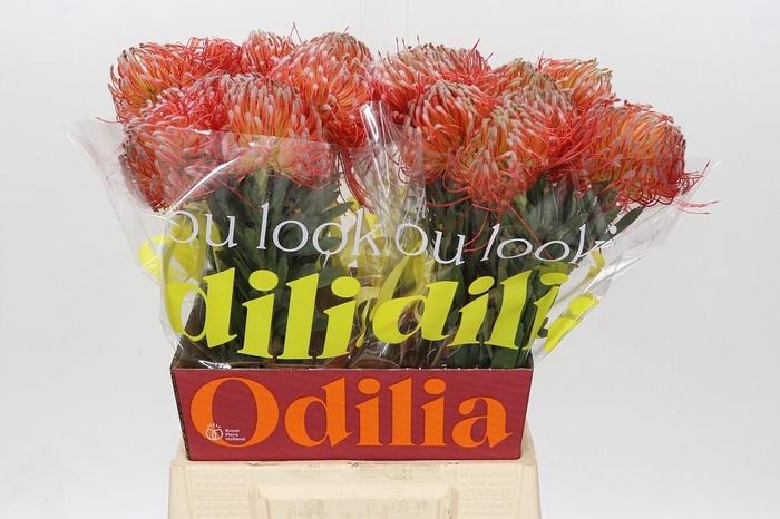 <h4>Nutans Blanche</h4>