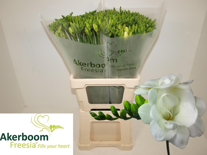 <h4>FR DU VERSAILLES</h4>