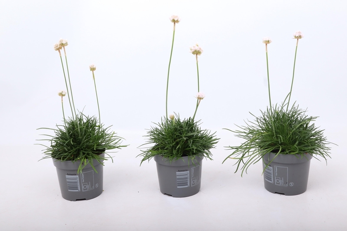 <h4>Armeria maritima 'Abbey Deep White'</h4>