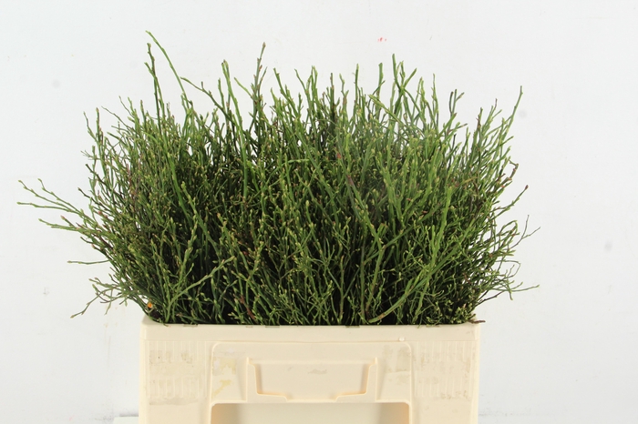 <h4>VACCINIUM PER STEM</h4>