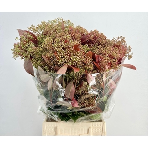 Photinia Red Robin Flowering