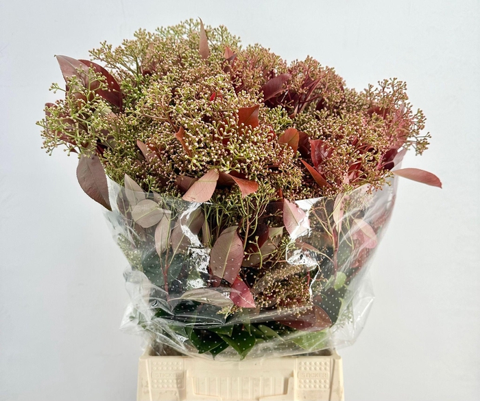 <h4>Photinia Red Robin Flowering</h4>