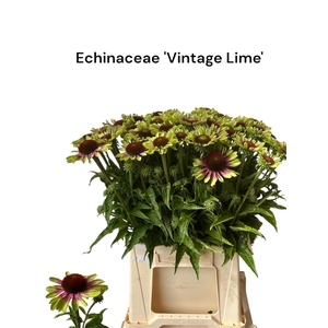 ECHINA OV VINTAGE LIME 566