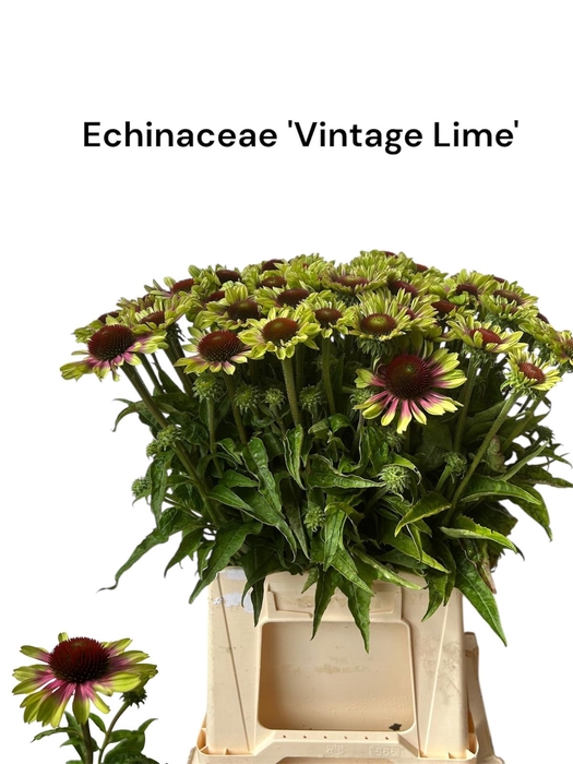 <h4>ECHINA OV VINTAGE LIME 566</h4>