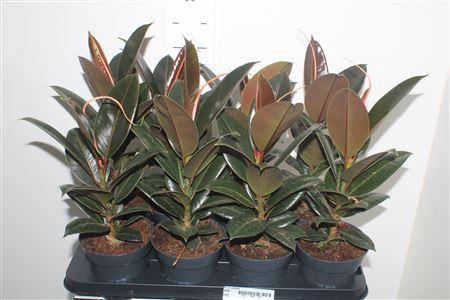 <h4>Fic El Melany</h4>