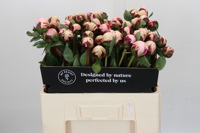 <h4>Paeonia Reine Hortense</h4>