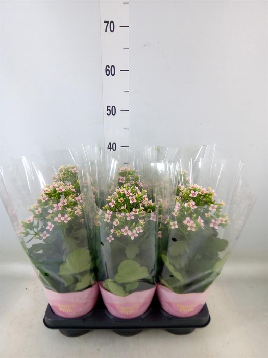 <h4>Kalanchoe blos. 'Feminine Pink'</h4>