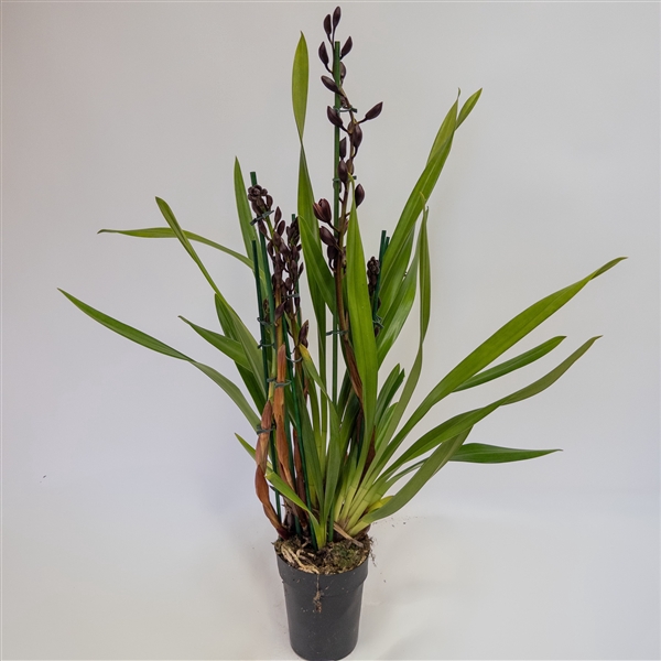 <h4>Cymbidium 3-4 tak Black Beauty</h4>