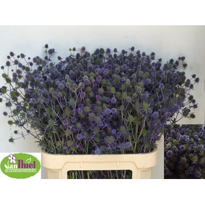 ERYN PL BLUE GLITT