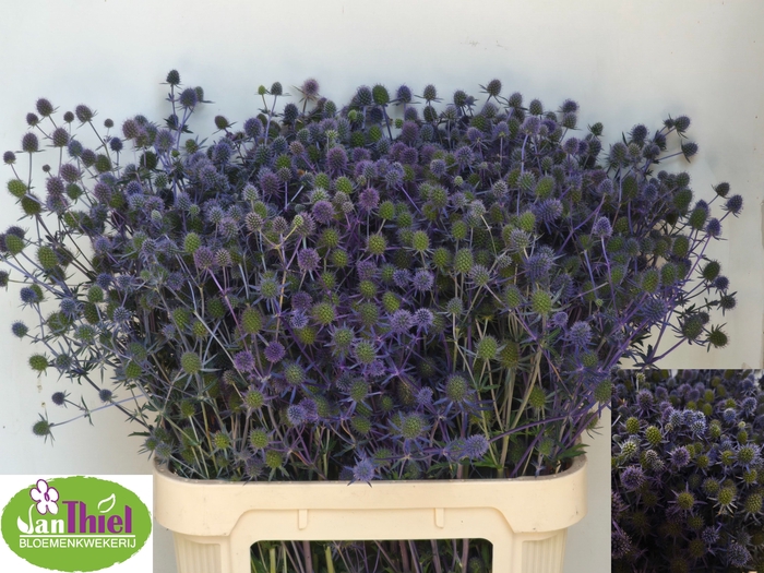 <h4>ERYN PL BLUE GLITT</h4>