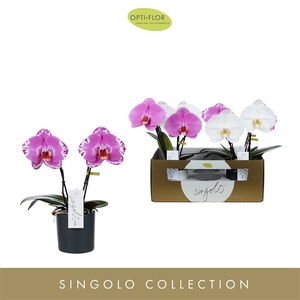 Singolo & Co Mix in Toscane Mix