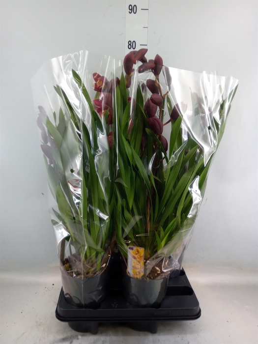 <h4>Cymbidium   ...</h4>