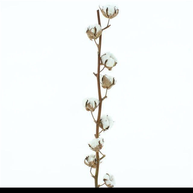 <h4>GOS HIRSUTUM WIT</h4>