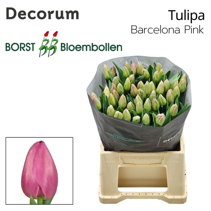 <h4>TU EN Barcelona Pink</h4>