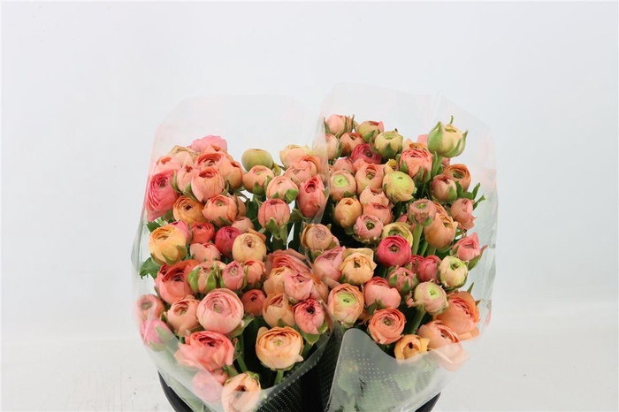 <h4>Ran Elegance Salmon</h4>