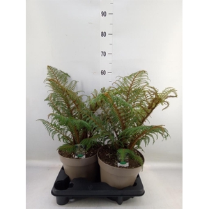 Cyathea tomentosissima