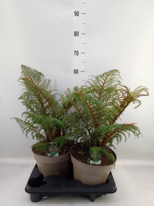 <h4>Cyathea tomentosissima</h4>