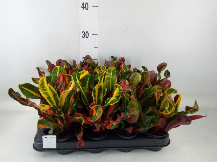 <h4>Codiaeum var. GR 'Mammi'</h4>