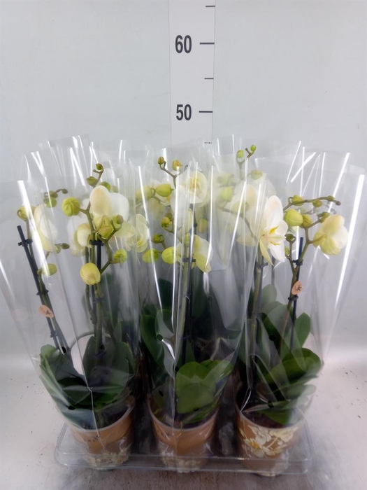 <h4>Phalaenopsis ...white</h4>