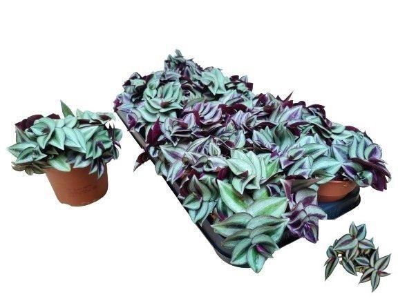 <h4>TRAD ZEBRINA</h4>