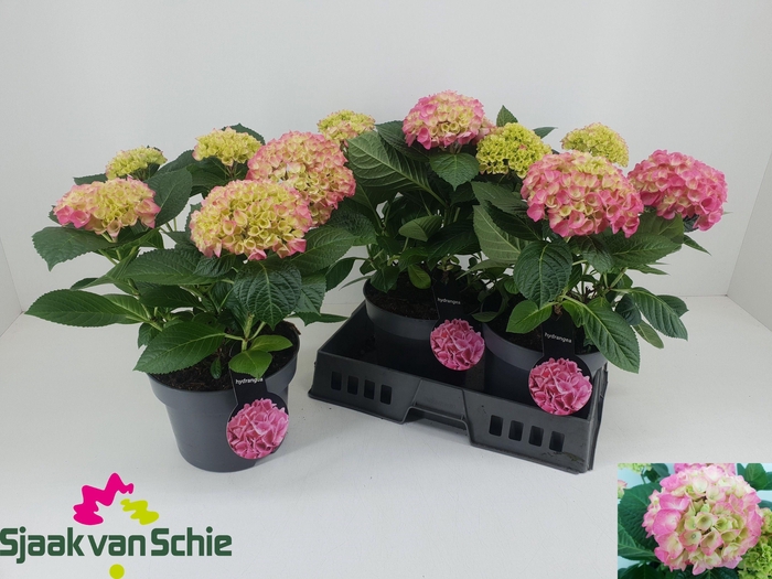 <h4>HYDR M HI MEADOW</h4>