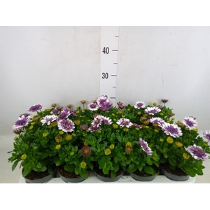 Osteospermum   ...
