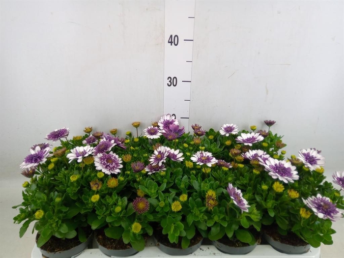 <h4>Osteospermum   ...</h4>