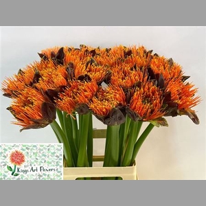Scadoxus M King O Orange