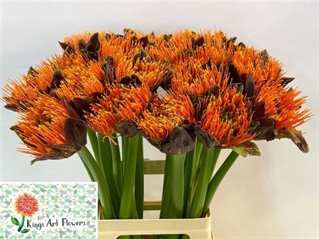 <h4>Scadoxus M King O Orange</h4>