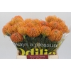 Nutans Ayoba Peach