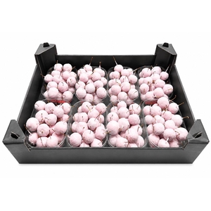 Waxmalus Gl Ivoor