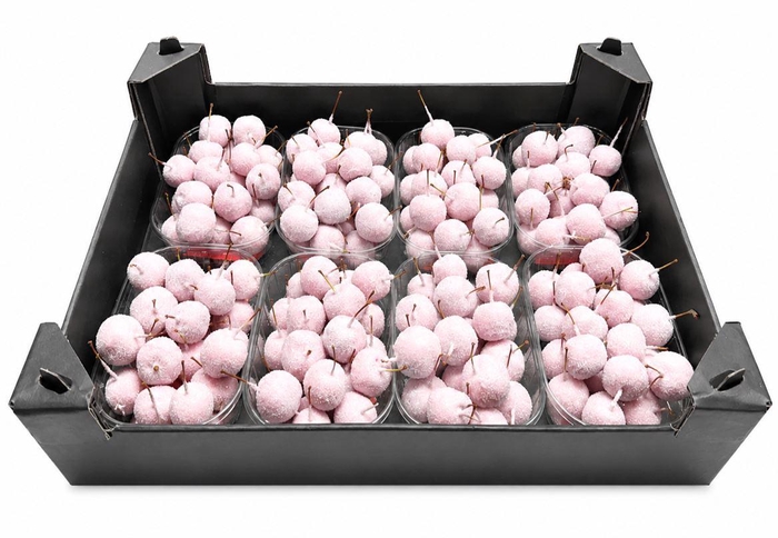 <h4>Waxmalus Gl Ivoor</h4>