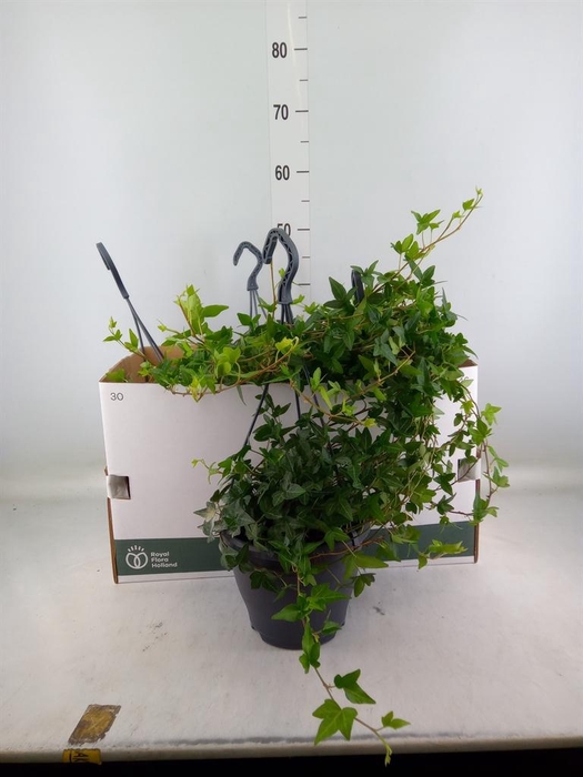 <h4>Hedera helix 'Shamrock'</h4>