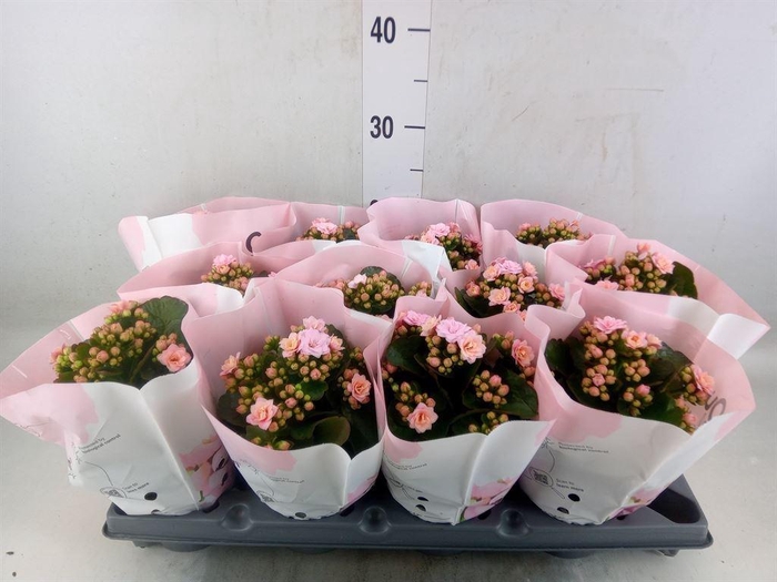 <h4>Kalanchoe blos.   ..rosebud</h4>
