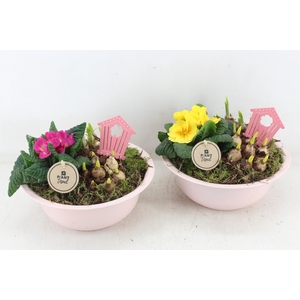 arr4 Primula PL - Zink bolschaaltje roze