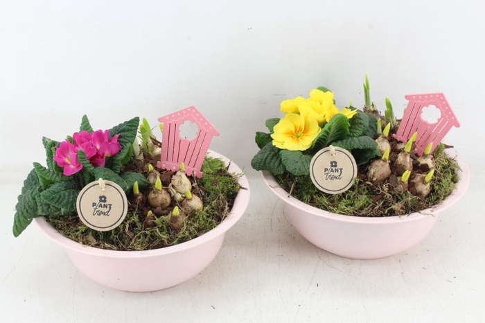 <h4>arr4 Primula PL - Zink bolschaaltje roze</h4>
