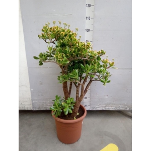 Crassula ovata 'Sunset'