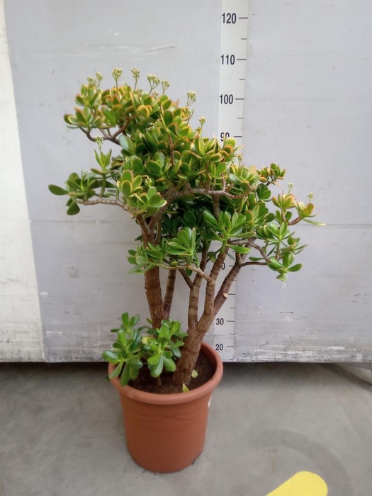 <h4>Crassula ovata 'Sunset'</h4>